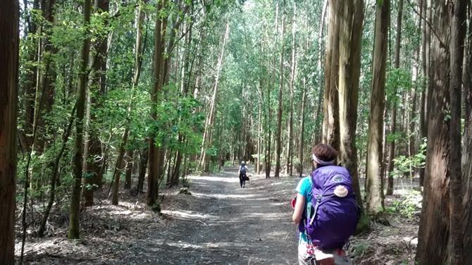 Hiking along the Camino 