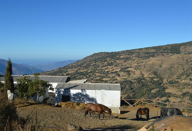 Andalusiske heste i Alpujarras, Capileira