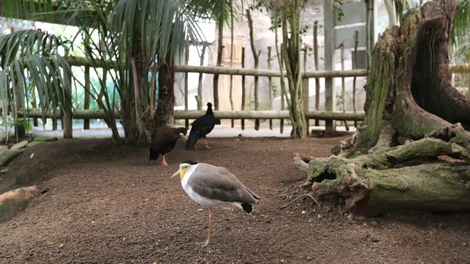 Fugle i BioParc Fuengirola