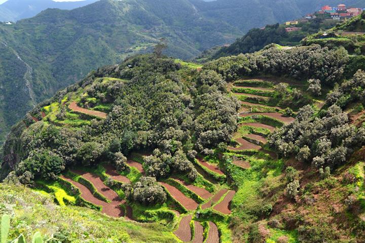 Svag lille marmelade Nature on Tenerife: the best natural parks & insider tips