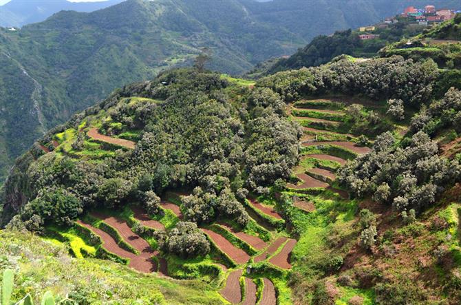 Terraces, Anaga Biosfärreservat, Teneriffa