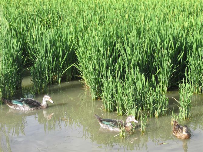 Ducks in La Albufera rice fields