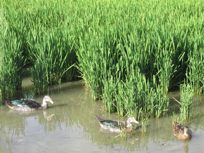 Patos en los arrozales de La Albufera