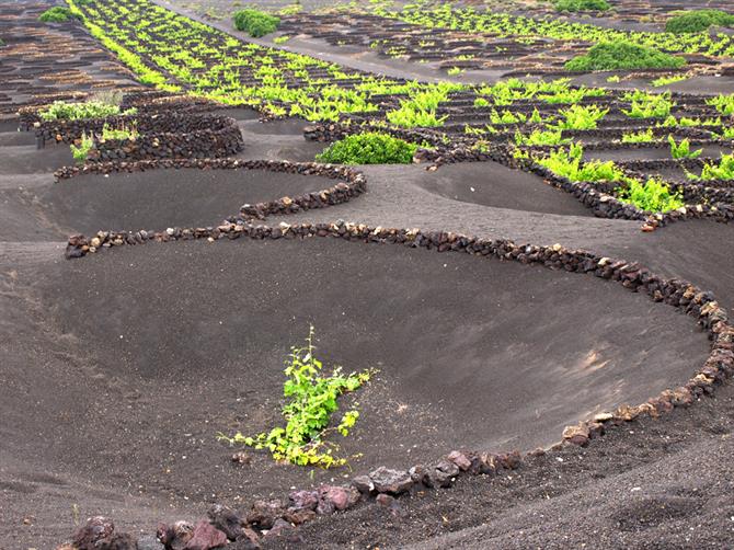 Vingår i vulkanisk jord, La Geria, Lanzarote