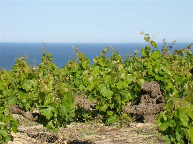 Manilva vines above the Mediterranean 