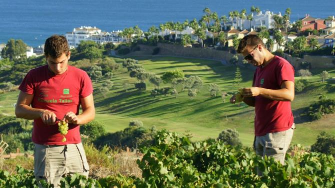 Grape picking in Manilva