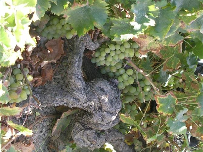 Manilva grapes