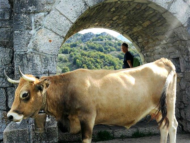 Asturian cow at Lagos de Covadonga