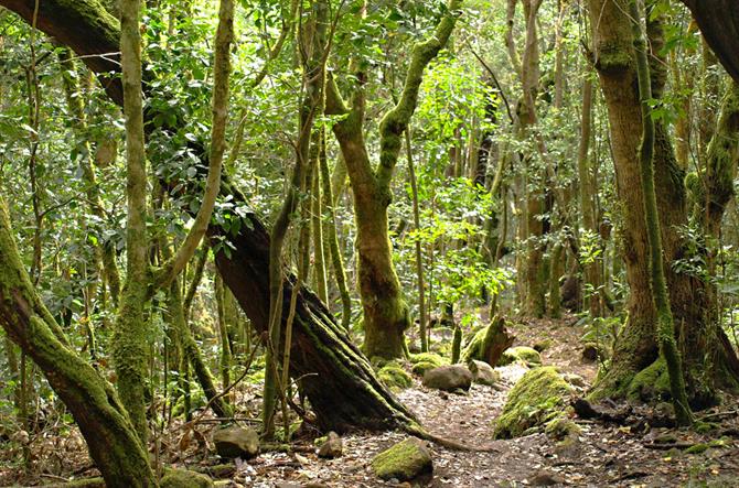 Lorbeerwald, Nationalpark Garajonay, La Gomera (Kanaren)