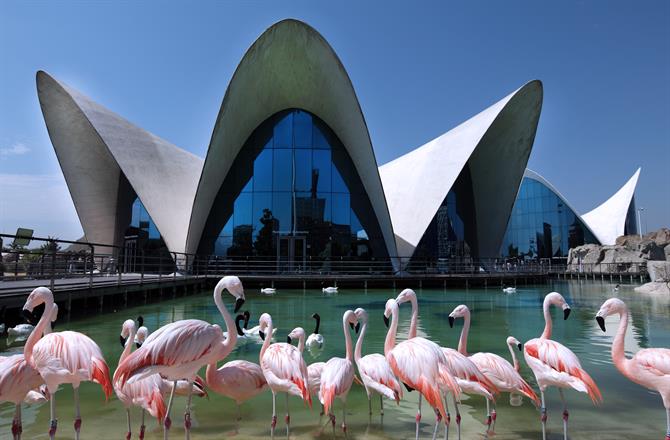 Oceanografic, Cité des Arts et des Sciences de Valence, Communauté valencienne (Espagne)