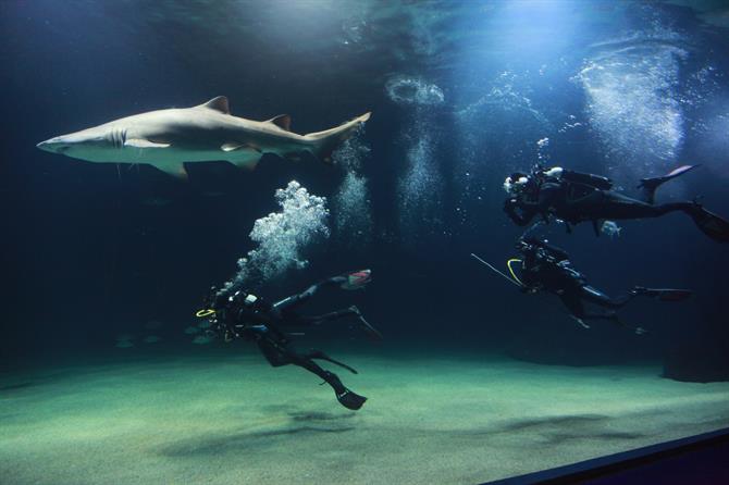 Nurkowanie z rekinami w oceanarium w Walencji