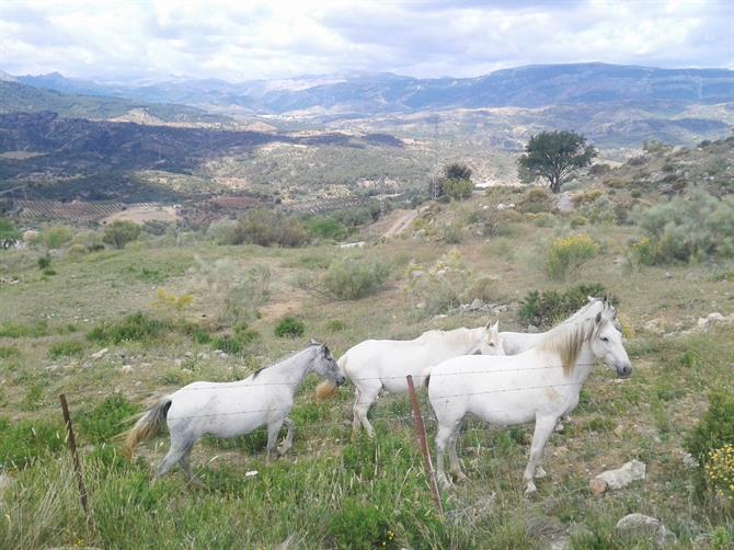 Andalusian Horses