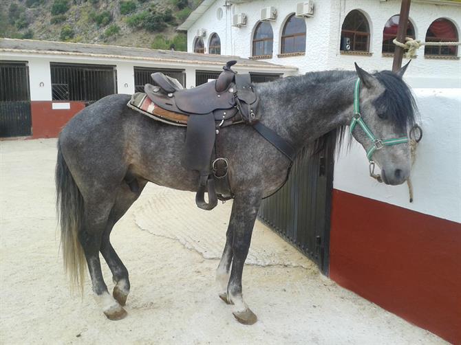 Andalusian Horse