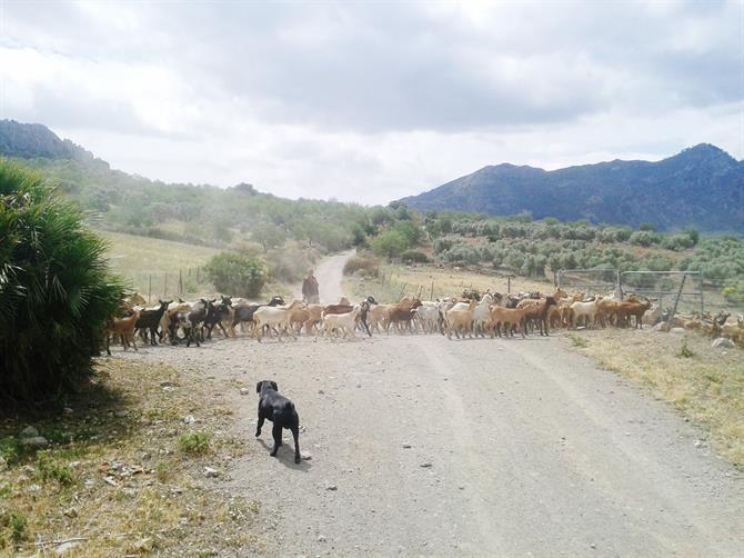 Goat Herder, Malaga