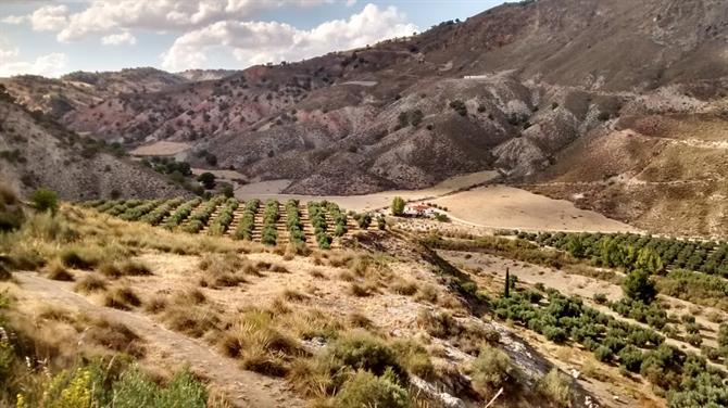 Landschaft im Hoya de Guadix