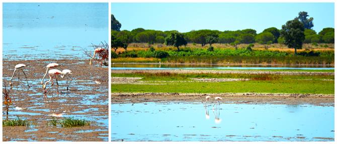 Flamingoer i naturparken Doñana (Cádiz)
