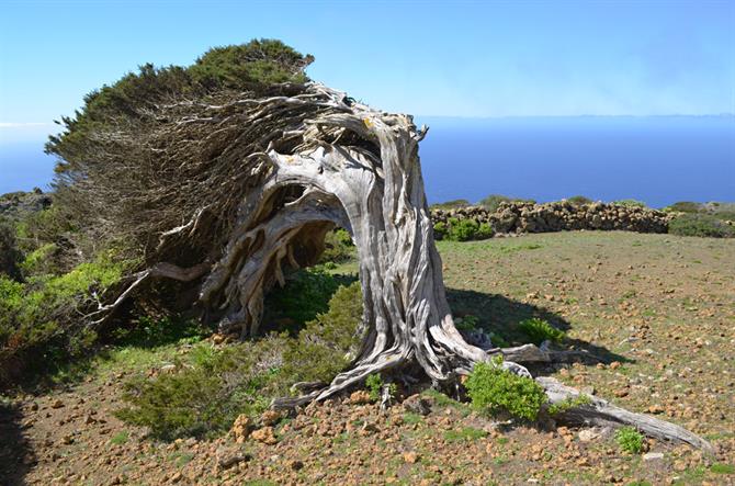 Sabine träd, El Hierro, Kanarieöarna