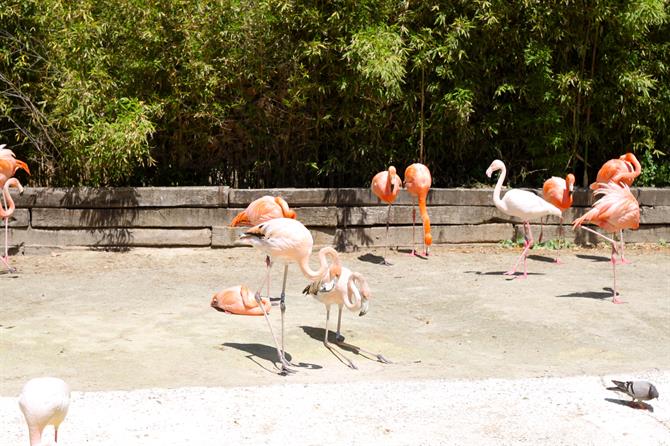 Barcelona Zoo