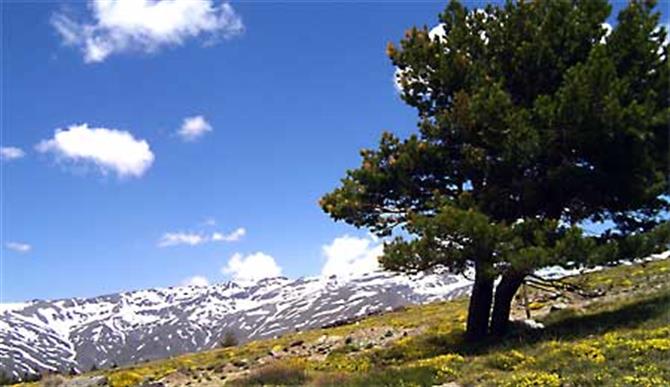 Las Alpujarras, Sierra Nevada