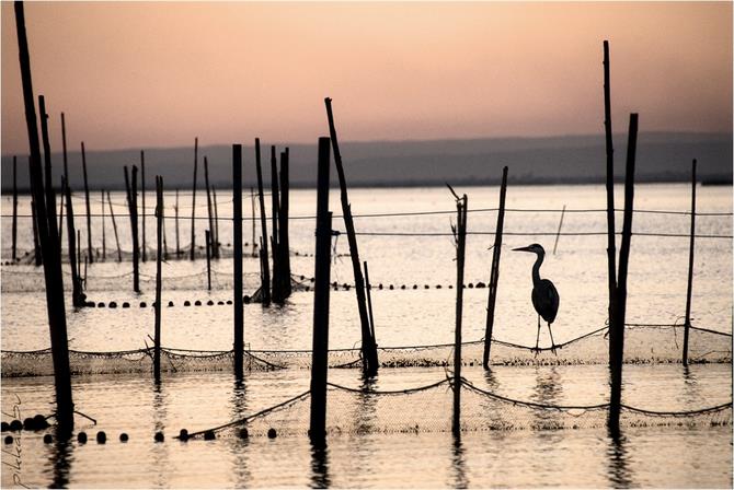 Parque Natural de la Albufera, Valence - Communauté Valencienne (Espagne)