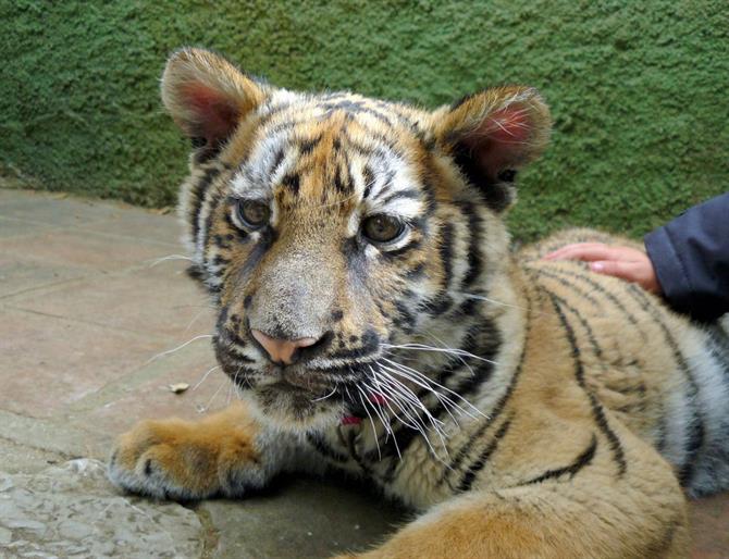 Tiger at Zoo de Castellar, Cadiz
