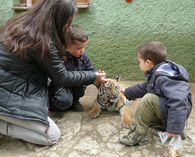 Tiger at Zoo de Castellar, Cadiz