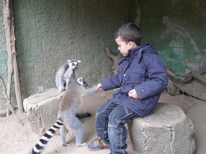 Lemurs at Zoo de Castellar, Cadiz