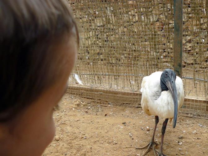 Bird at Zoo de Castellar, Cadiz