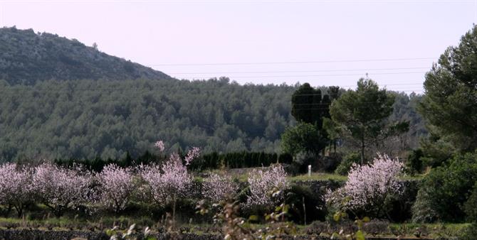 Blühende Mandelbäume in Jalon