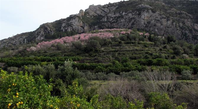 Oranges and almond blossom in Alicante mountains