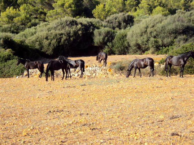 Menorcanska hästar