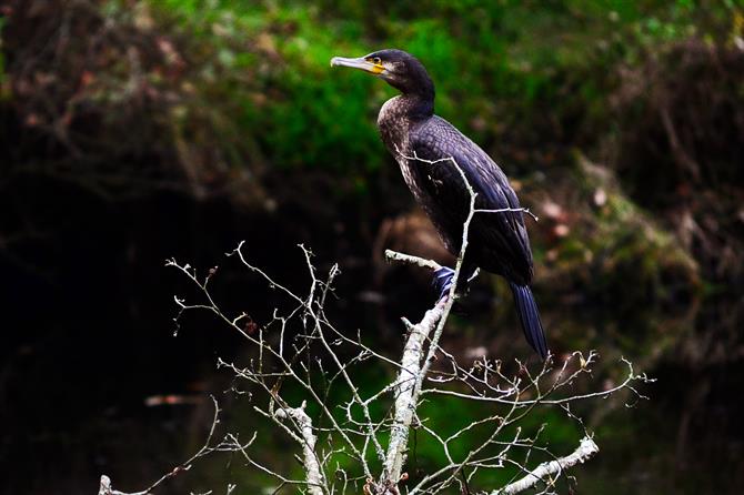 Cormorant bird in Ribeiro