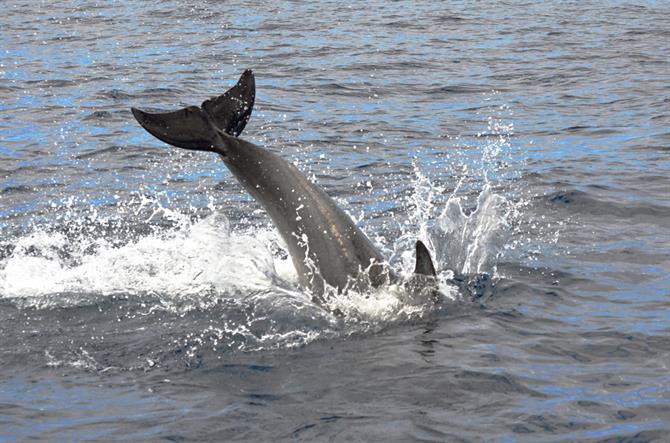 Delfini tarsiopi che giocano, Los Gigantes, Tenerife