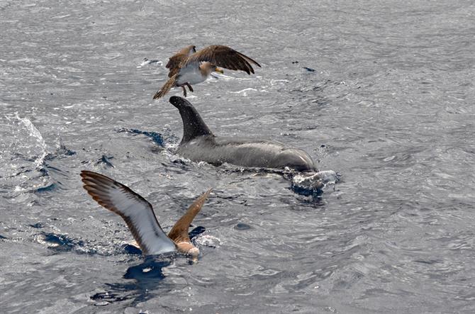 Delfini tursiopi, Los Gigantes, Tenerife