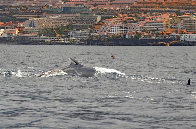 Bryde's whale, Los Gigantes, Tenerife