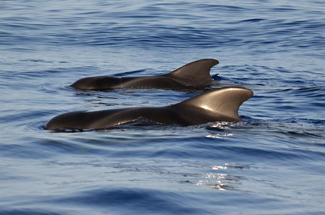 Pilot whales, Puerto Colon, Tenerife