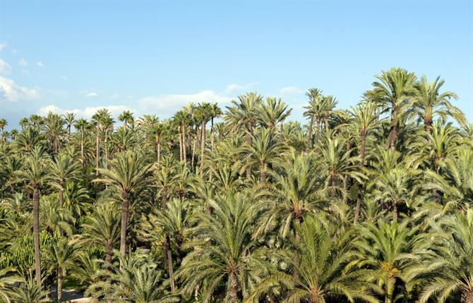 Elche - palm forest