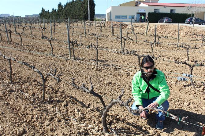 Vingård, hvor der produceres cava i Penedés