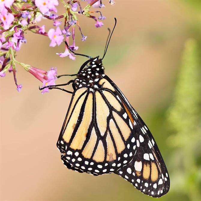 Vlinderpark, Benalmadena