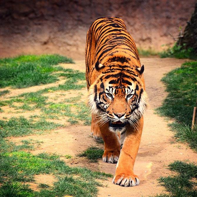Tigre au parc zoologique BioPark de Fuengirola, Malaga - Costa del Sol (Espagne)