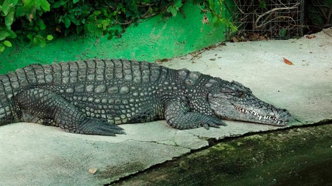 Crocodile Park, Torremolinos, Malaga - Costa del Sol (Espagne)