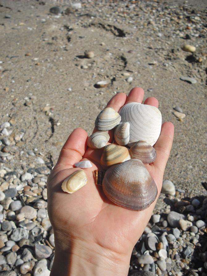 Muscheln und Steinchen von der Playa la Rumina, Mojacar