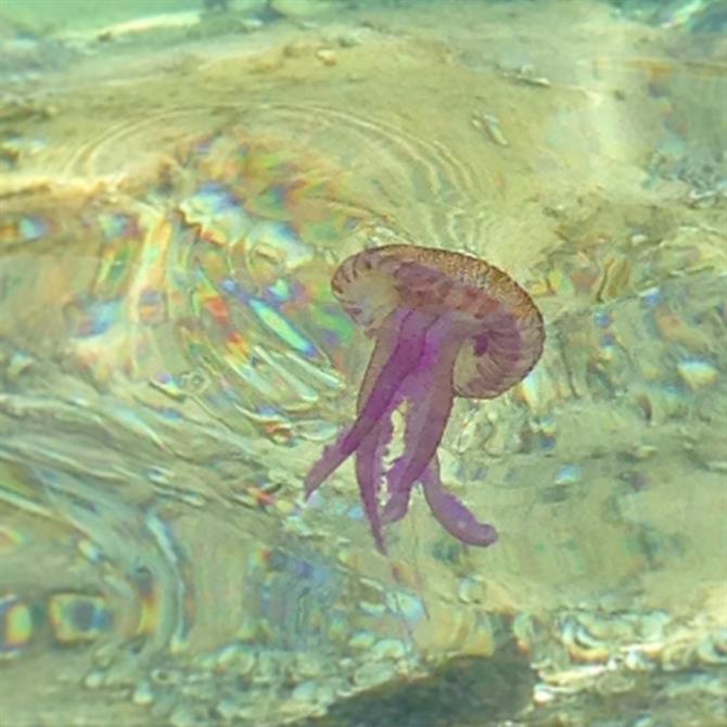 Medusa a Playa Xarraca, Ibiza
