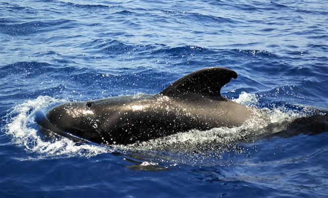 Whales in Tenerife