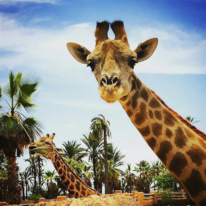 Giraffen im Safaripark
