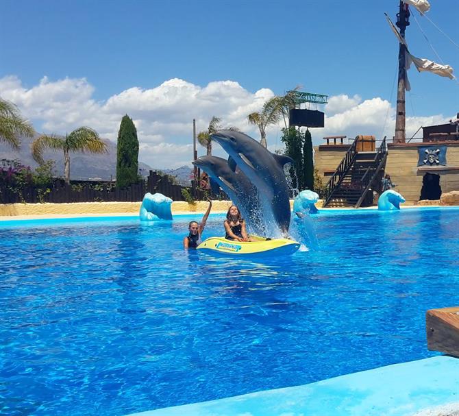 Svøm med delfiner, Mundomar, Benidorm
