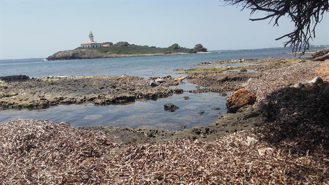 Spiaggia di Alcanada con isola e faro sullo sfondo