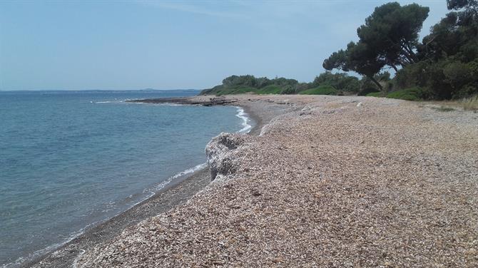 Posidonia sulla spiaggia di Aucanada