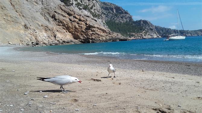 Coll Baix är kanske områdets vackraste strand