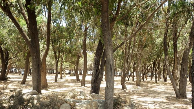 Pinien und Eukalyptusbäume, Vera Playa 